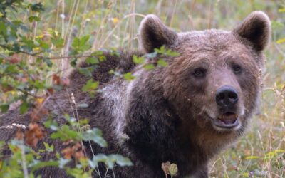 Orso Palena – Storia dell’Area faunistica dell’Orso bruno
