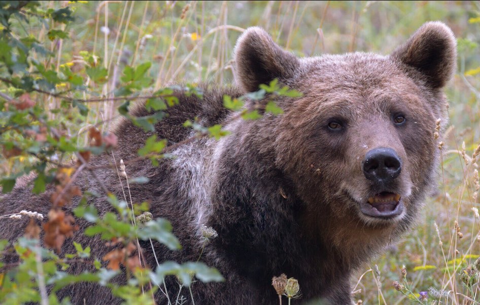 Orso Palena – Storia dell’Area faunistica dell’Orso bruno